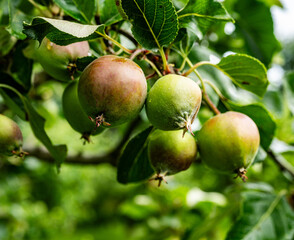 Irish Traditional Apples