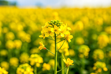 Fototapeta premium Close-Up of Blooming Yellow Mustard Flowers in a Lush Rapeseed Field. Created with AI Generative