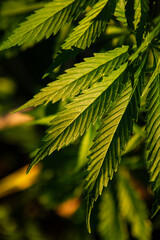 legal marijuana cultivation at home