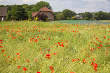 wild poppy flowers in the meadow