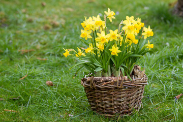 The daffodil, Narcissus pseudonarcissus, yellow narcissus flowers in a basket