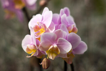 Beautiful orchid flowers - phalaenopsis - on blurred background