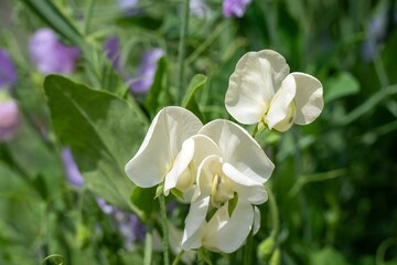 creamy white sweet pea lathyrus odoratus flowers
