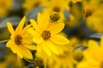 yellow flowers in a garden - soft focus