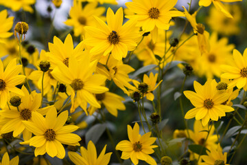 yellow flowers in a garden - natural summer background