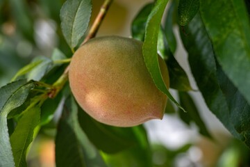 close up of a peach growing on a tree