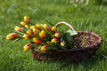 Colorful fresh tulips in wicker basket in the garden
