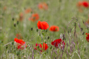 wild poppy flowers in the meadow