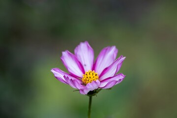 close up of pretty pink and white cosmos flower with a blurred green background