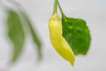 close up of chili pepper growing on a chile plant with a white background