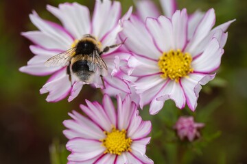 buff tailed bumblebee collecting pollend from pretty pink and white flowers of cosmos