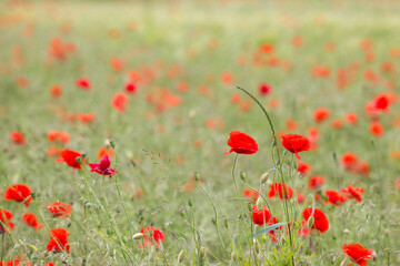 wild poppy flowers in the meadow