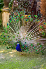 Front view of peacock showing vibrant open tail feathers in full courtship display. Bright eye...