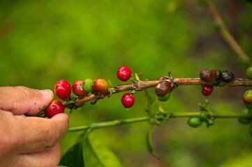 coffee plant with fruits in the Orosi valley in Costa Rica