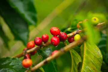 coffee plant with fruits in the Orosi valley in Costa Rica