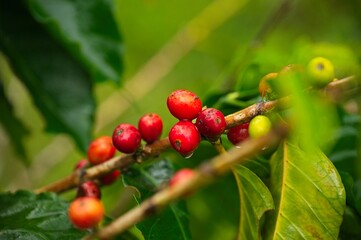 coffee plant with fruits in the Orosi valley in Costa Rica