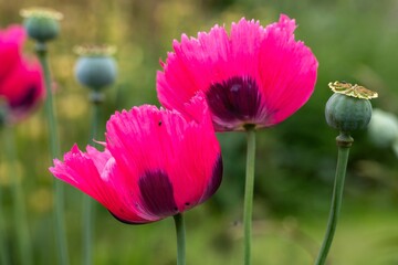 beautiful deep pink purple poppy flowers against a blurred background