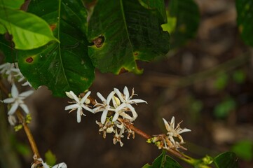 flowering coffee plant in the Orosi valley in Costa Rica