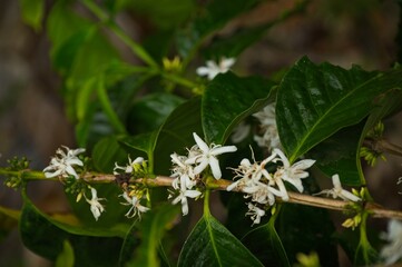 flowering coffee plant in the Orosi valley in Costa Rica