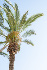 Palm tree with the light blue sky in Tel Aviv, Israel