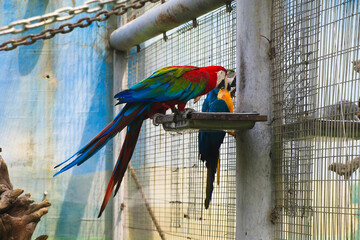 Obraz premium Scarlet Macaw in a Cage