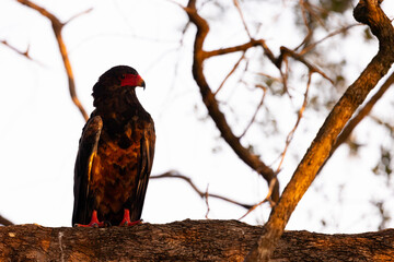 a juvenile bateleur in a tree