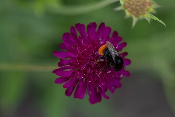 red tailed bumblebee collecting pollen from Crimson pincushion flower Knautia Macedonica