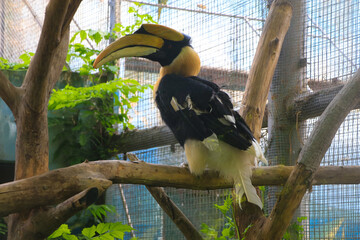 Rufous-necked Hornbill