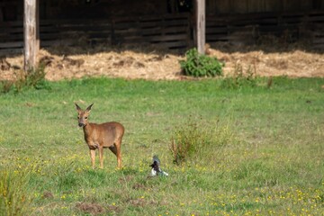 pretty roe deer wild animal with magpie