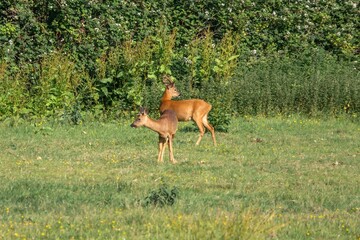 male and female roe deer in the countryside
