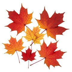 Fototapeta premium autumn maple leaves