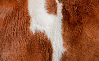 Close up view of brown and white cow fur, showcasing a striking natural pattern, perfect for backgrounds, textures, and design projects emphasizing nature's artistry