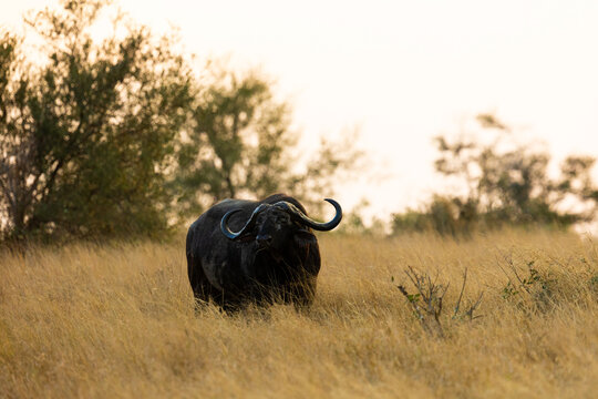 a big bull baffalo in a grassland
