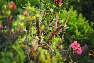 happy hunting of a roebuck on a mountain meadow with alpine roses, at a summer morning