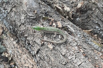 Bright green lizard with long tail sitting on dry cracked bark surface of tree in natural outdoor habitat
