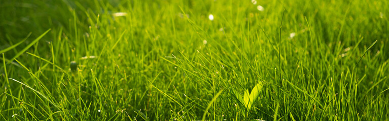 Green juicy grass on the lawn close-up at sunset. The border of the mown lawn.