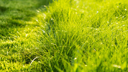 Green juicy grass on the lawn close-up at sunset. The border of the mown lawn.