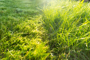 Green juicy grass on the lawn close-up at sunset. The border of the mown lawn.