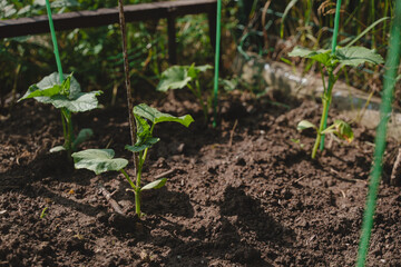 Growing cucumbers in the country.