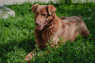 A red half-breed dog is resting in the yard on the lush green grass. A kind and beautiful mongrel dog. A pet from a shelter.