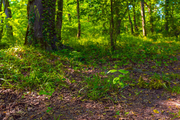 Fototapety na wymiar - Fototapeta24.pl