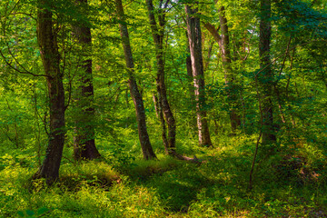 Bright green dense deciduous forest in summer