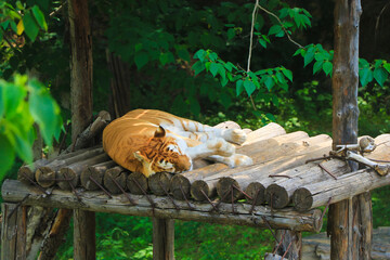 Golden Tiger Napping