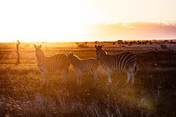 zebras' silhouettes at sunrise in golden light