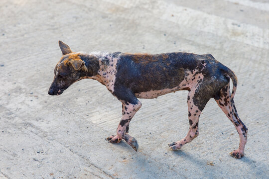 Stray dog with visible mange and skin wounds on the street