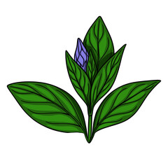 Detailed vector illustration of a vibrant purple flower bud nestled amongst lush, dark green leaves, showcasing intricate vein details and a bold, hand-drawn style.