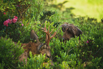 Obraz premium celebration the happy hunting of a roe buck on the mountains with the hunting dog, at a summer morning