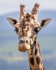 Giraffe with a long neck and a brown and black spotted face