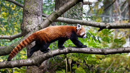 Red Panda or Lesser Panda is walking on a branch. Close up.