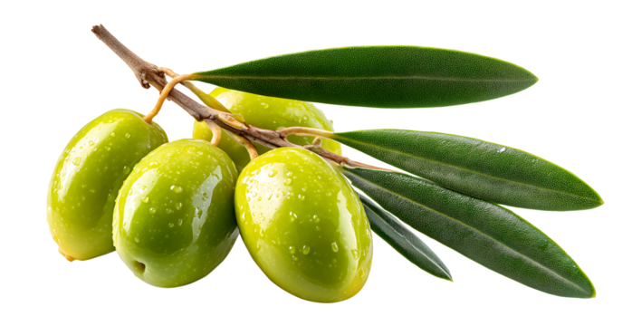 Fresh Green Olives on Branch with Leaves